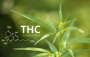 Cannabis et THC